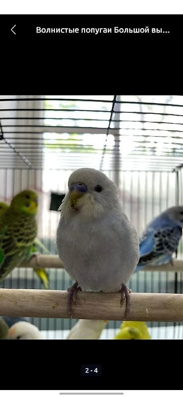 монах попугай купить: Волнистые попугаи. Ручные, молодые, спокойные, легко идут на контакт и — 3