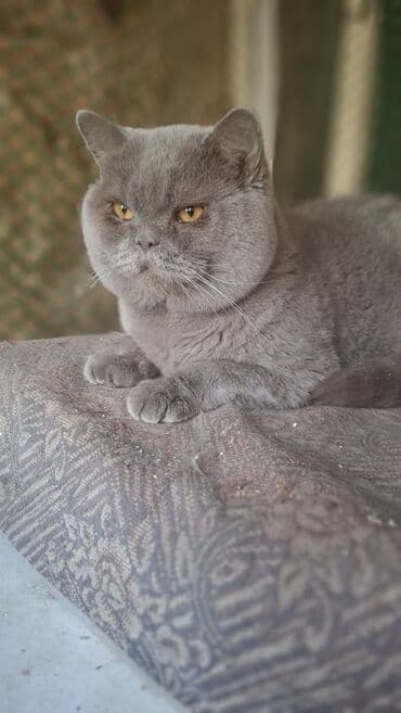 вислоухие коты цена: Вязка: Скотиш Страйт (Шотландская прямоухая), Мальчик, 3 года, С документами, С прививками, Лиловый — 6