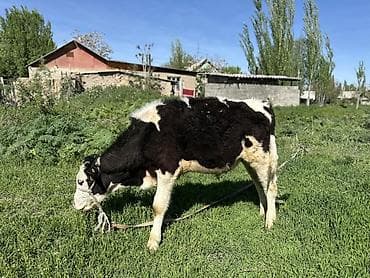 Продаю | Бык (самец) | Голштин | На откорм at lalafo.kg Продаю | Бык (самец) | Голштин | На откорм