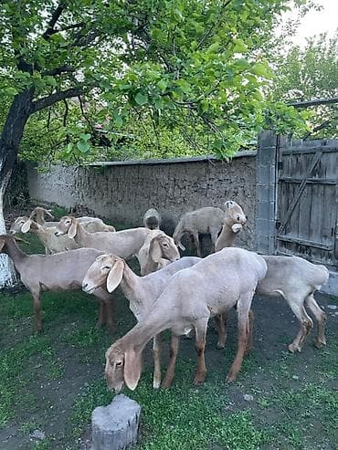 степке алмашам: Сатам | Козу | Арашан | Көбөйтүү үчүн — 6