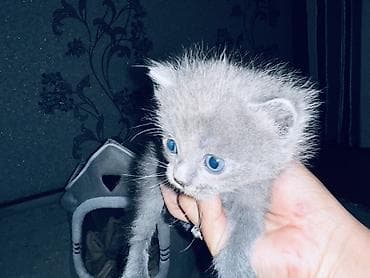 кошка белый: Котята, помет короткошёрстных серых и тигровых окрасов. Описание — 5