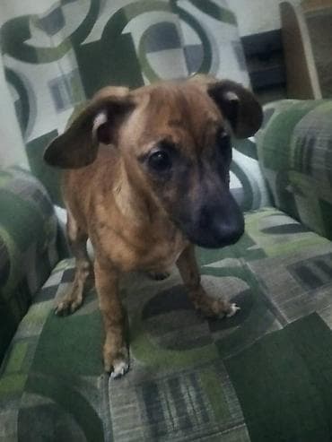 бекер беруу: Продаю породистую собачку миниатюрная такса умная послушная к туалету — 3