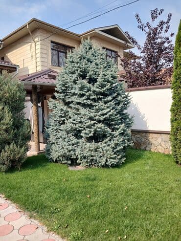 купить ёлку бишкек: Голубая ель — 2