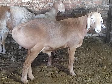 шотландская кошка бишкек: Продаю | Баран (самец) | Для разведения | Племенные, Осеменитель — 2