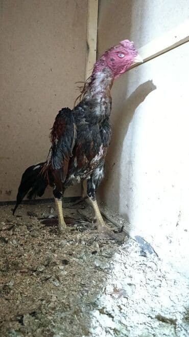 Собаки: Продаю | Петух | Бойцовая | Для боев — 2