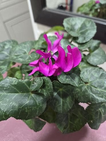 растения для аквариума: Аглаонема (декоративно-лиственное комнатное растение) - Сорт с — 10