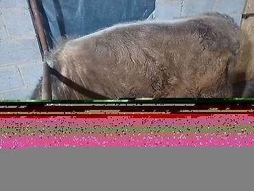 дикий кабан: Продаю | Тёлка | На откорм — 1