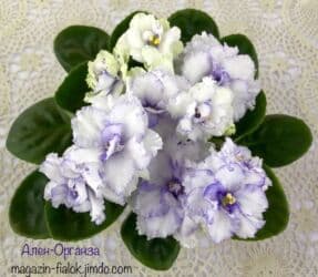 петуния рассада купить: Продаю сортовые, коллекционные фиалки (стандартные, трейлерные,мини и — 26