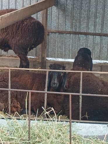 продажа кормов для сельскохозяйственных животных: Продаю | Овца (самка) | Арашан | Для разведения | Племенные, Котные, Осеменитель — 19