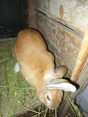 кролик бишкек: Сатам | Коендун бөжөктөрү | Көбөйтүү үчүн | Асыл тукумдуу — 2