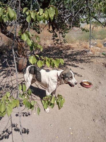 Вязка собак: 1 год, Самец, С прививкой — 1
