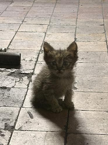 миска для кота: Беспородная, 1 месяц, Девочка, Приучена к лотку — 3