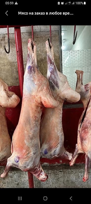 Кой эти сатылат,на заказ сойуп беребиз at lalafo.kg Кой эти сатылат,на заказ сойуп беребиз