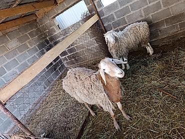 личинка карпа: Продаю | Овца (самка) | Полукровка | Для разведения | Ярка — 2