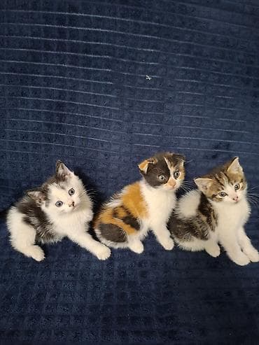 кошеи: Котята с короткими ушами (складчатого типа), помет из нескольких — 5