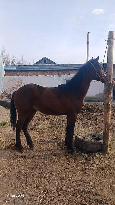 каракол кой: Продаю | Конь (самец), Жеребец, Жеребенок | Английская, Полукровка | Рабочий — 1