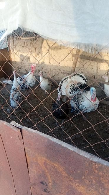 Другие с/х животные