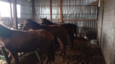 куда отдать собаку бишкек: Продаю | Кобыла (самка), Жеребец | На забой | Племенные — 4