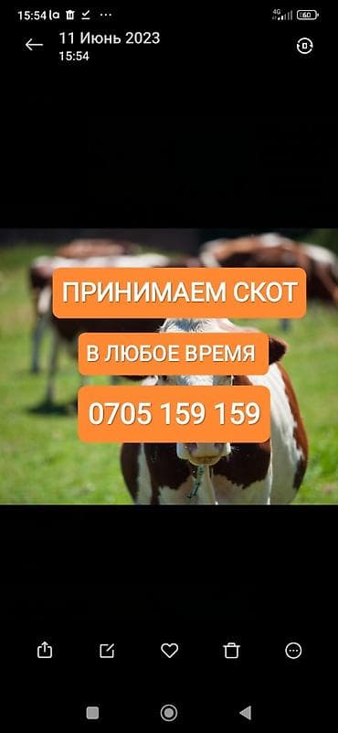 мел для животных: Частное лицо, Колбасный цех : Коровы, быки, Лошади, кони, | Круглосуточно, Любое состояние, Забитый — 1