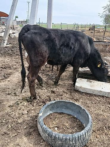 корова голиштин: Продаю | Корова (самка) | Для разведения | После отела — 2