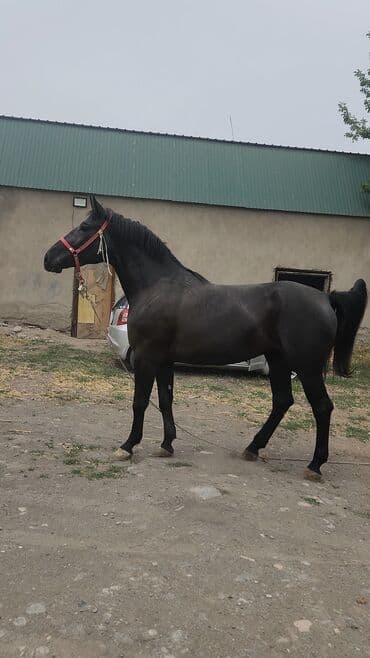 Лошади, кони: Продаю | Кобыла (самка) | Полукровка, Першерон, Дончак | Для разведения, Для молока, Рабочий — 1