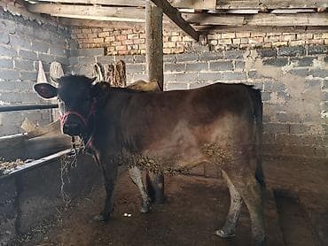 мин булак: Сатам | Уй (ургаачы) | Швиц | Сүт алуу үчүн | Байланган — 5