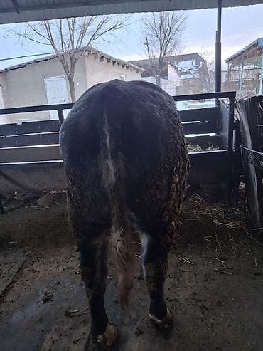 Грызуны: Продаю | Бык (самец) | Бельгийская | На откорм | Привязанные — 2