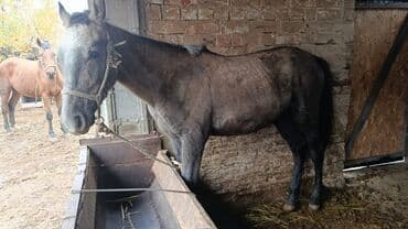 продажа щенков немецкой овчарки с документами в бишкеке: Продаю | Жеребец | Рабочий — 1