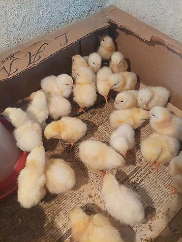 продаю мёд оптом: Продаю | Куры | Для разведения — 3