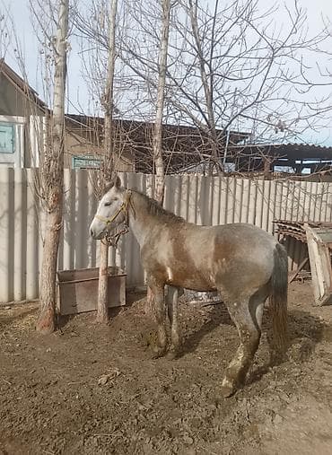 Продаю | Жеребец | На забой