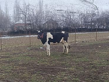 Продам с/х животных: Продаю | Корова (самка), Тёлка, Музоо, торпок | Голштин, Симментальская | На забой, Для разведения, Для молока | Племенные, Стельные, Искусственник — 8