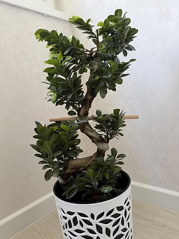 Бөлмө өсүмдүктөрү: Декоративное комнатное дерево в стиле бонсай в кашпо. - Компактное — 1