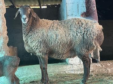 Продаю | Овца (самка) | Для разведения | Матка