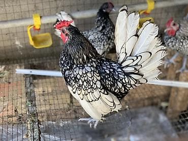 куры простые: Продаю | Куры | Для разведения — 1