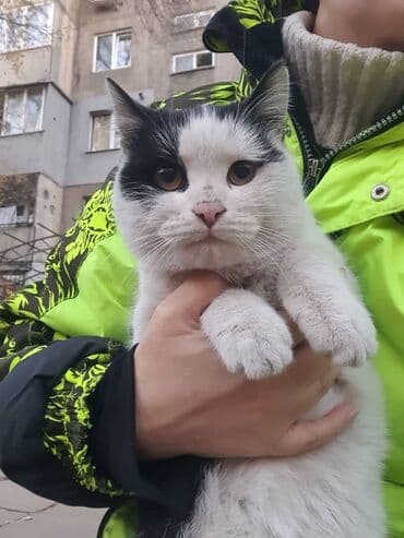 Беспородная, 1 год, Мальчик, Биколор, Приучена к лотку, Проглистована