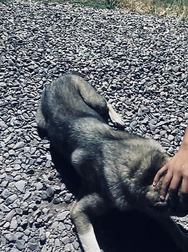 Продажа собак: Алабай, 1 год, Самка — 2