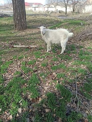 вислоухие котята бишкек: Продаю | Козёл (самец) | Зааненская | Для молока | Осеменитель — 1