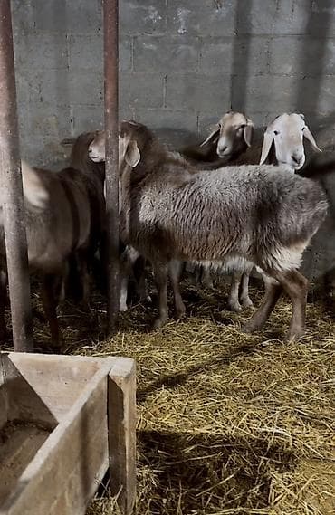 бараны котные: Продаю | Баран (самец) | Арашан | Для разведения | Осеменитель — 1