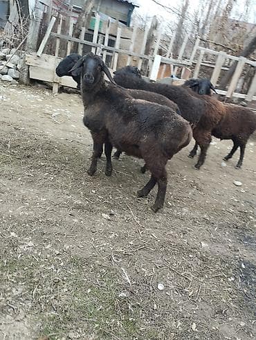 кролик декоративный: Продаю | Овца (самка) | Для разведения — 2