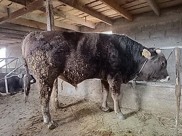 собака питбуль: Продаю | Бык (самец) | На откорм | Привязанные — 1