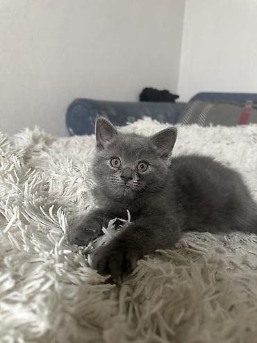 американская короткошерстная кошка купить: Британская короткошёрстная, 2 месяца, Мальчик, Серый, Приучена к лотку — 2