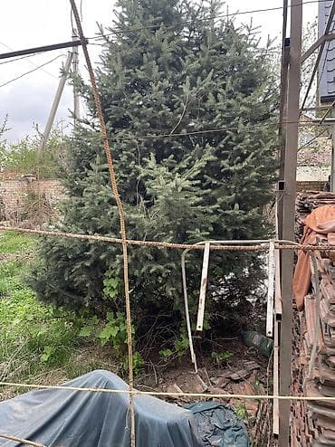 тактай лес: Ель/пихта крупномеры для пересадки. - Несколько взрослых хвойных — 7