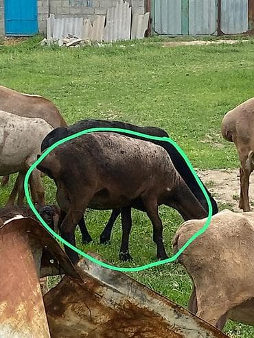 мел для крс: Продаю | Овца (самка) | Для разведения | Матка — 6