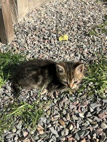 домашние кошки: Котёнок тигрового окраса Отдам бесплатно в добрые руки - Порода — 2