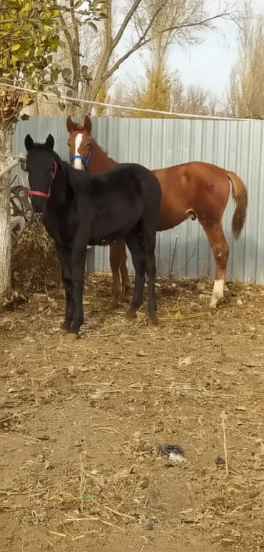 дойная корова: Продаю | Жеребенок | Для разведения, Рабочий — 2