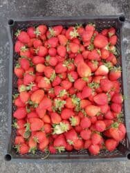 купить клубнику оптом: Кулпунай — 1