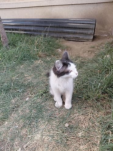 scottish fold: Кошка даром: Беспородная, Мальчик — 1