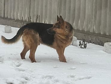 Аквариумдар: Немецкая овчарка. - Порода: классический тип немецкой овчарки - — 4