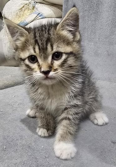 малинкий кошка: Кошка даром: Беспородная, 2 месяца, Мальчик — 3
