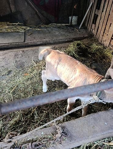 кошки джалал абад: Продаю | Бык (самец), Музоо, торпок | Голштин, Швицкая | На откорм, На забой, Для разведения | Осеменитель, Искусственник — 3